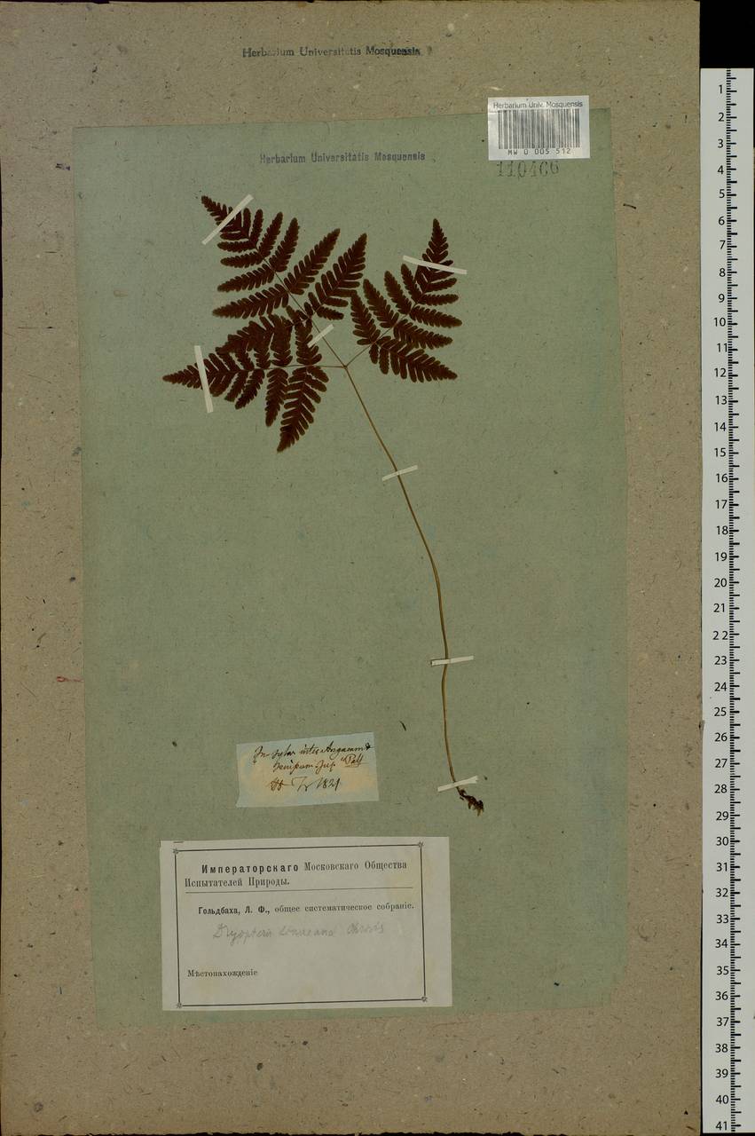 Gymnocarpium dryopteris (L.) Newman, Siberia, Baikal & Transbaikal region (S4) (Russia)