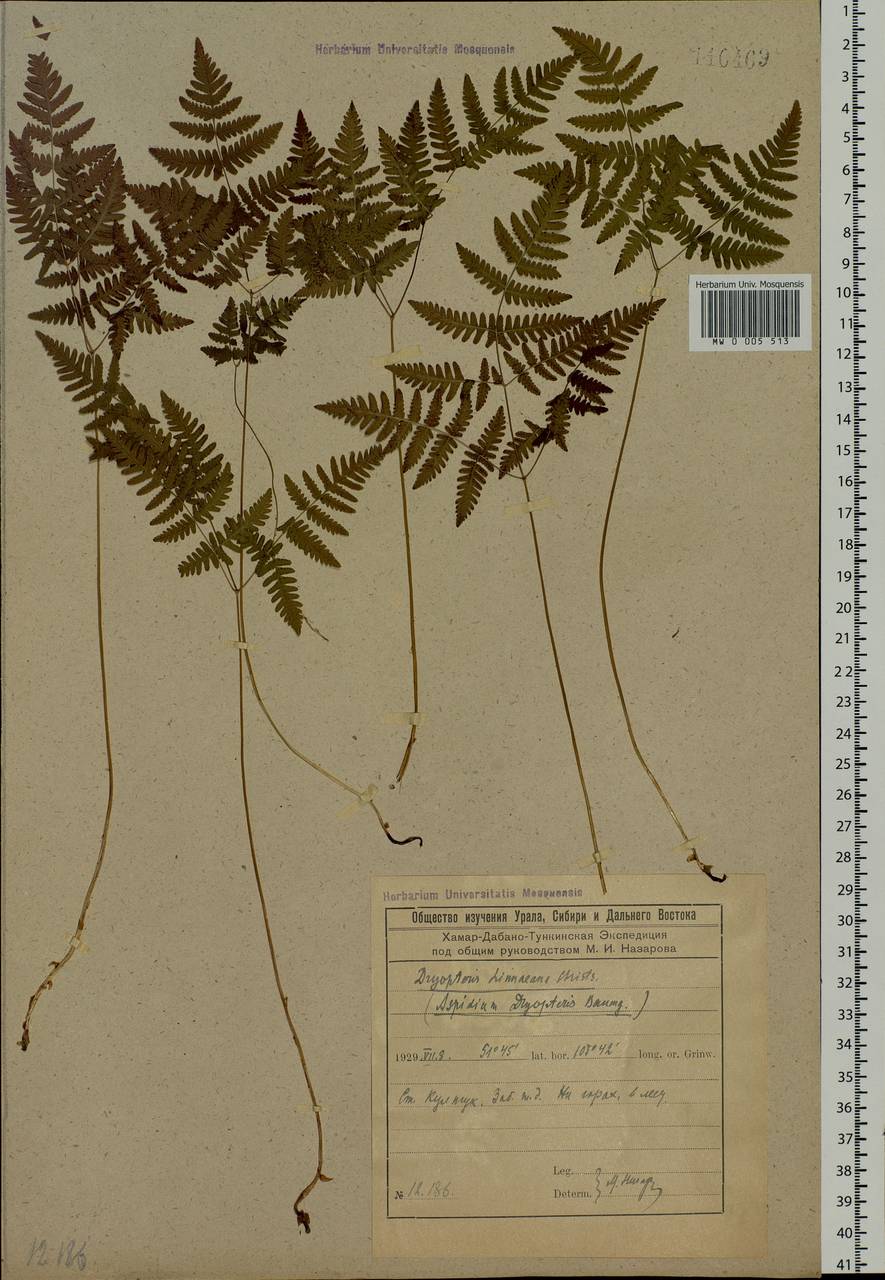 Gymnocarpium dryopteris (L.) Newm., Siberia, Baikal & Transbaikal region (S4) (Russia)