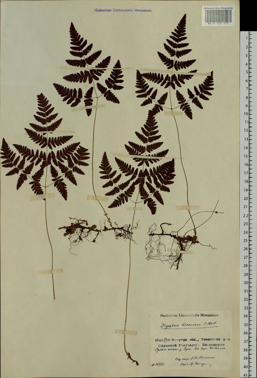 Gymnocarpium dryopteris (L.) Newman, Siberia, Baikal & Transbaikal region (S4) (Russia)