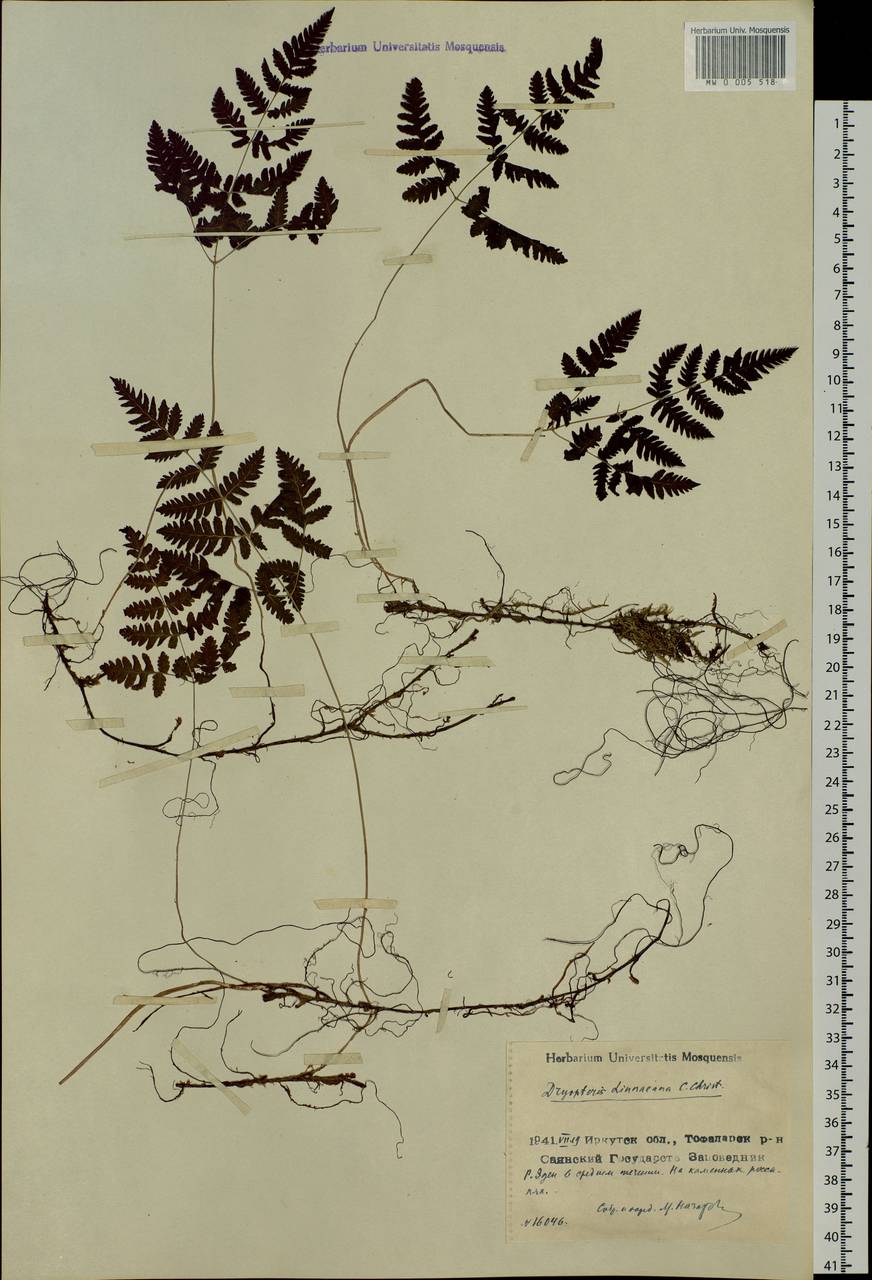 Gymnocarpium dryopteris (L.) Newm., Siberia, Baikal & Transbaikal region (S4) (Russia)