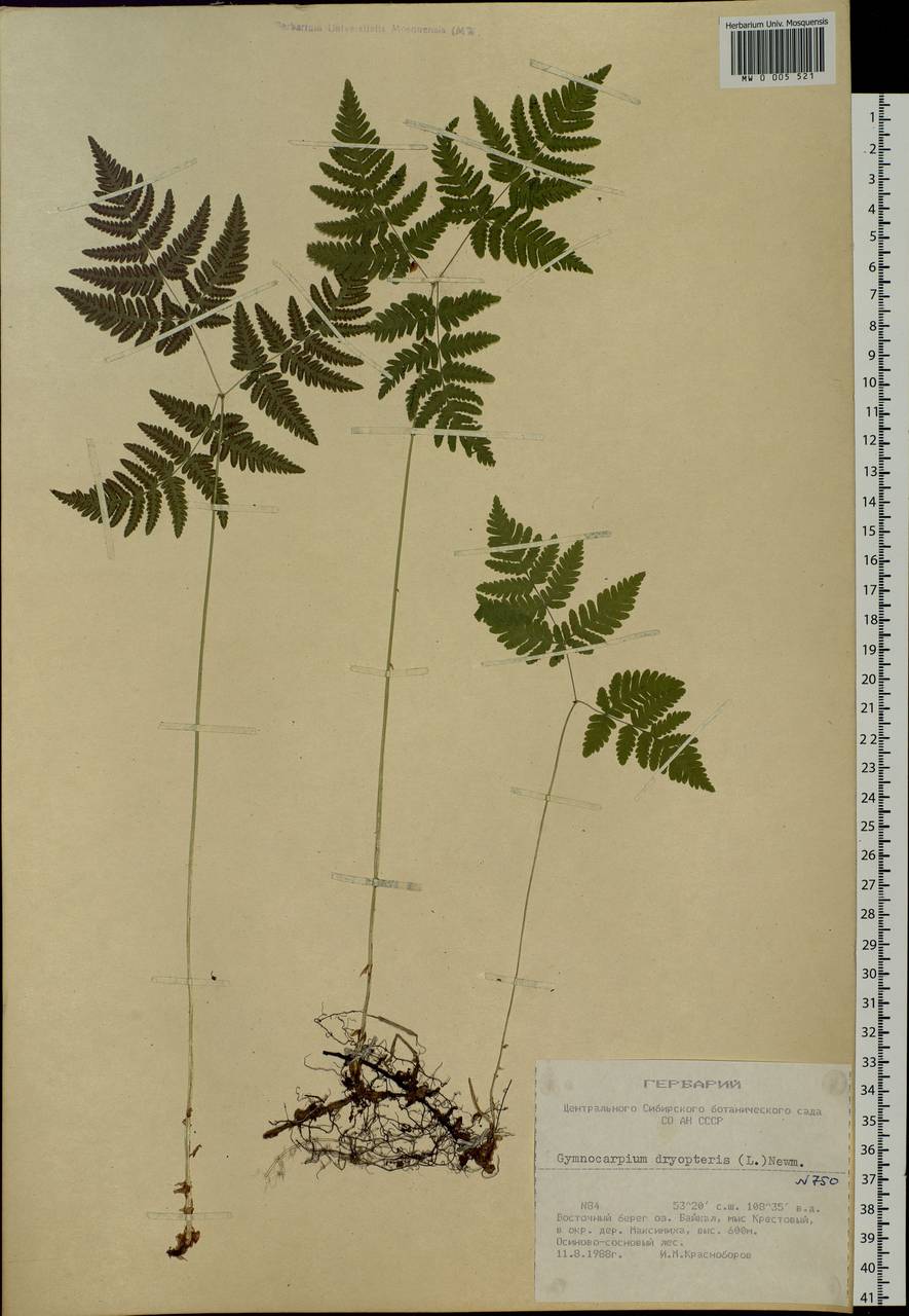 Gymnocarpium dryopteris (L.) Newm., Siberia, Baikal & Transbaikal region (S4) (Russia)