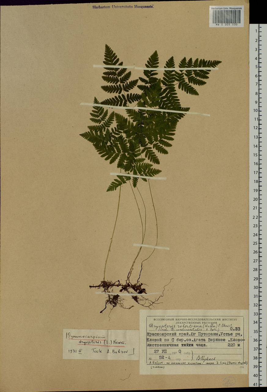 Gymnocarpium dryopteris (L.) Newm., Siberia, Central Siberia (S3) (Russia)