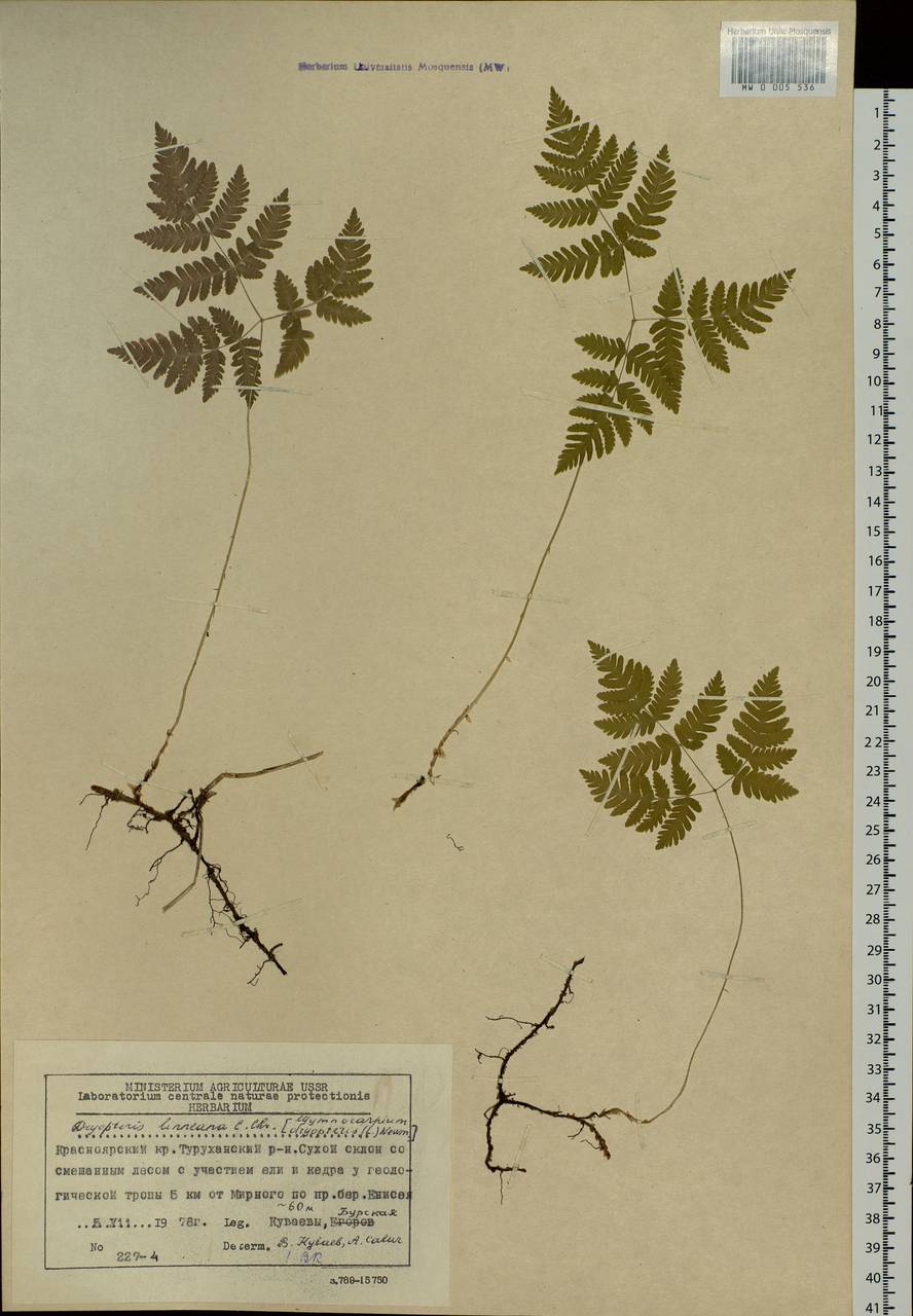 Gymnocarpium dryopteris (L.) Newm., Siberia, Central Siberia (S3) (Russia)