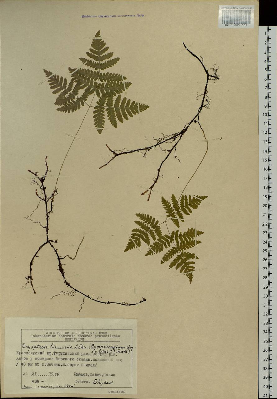 Gymnocarpium dryopteris (L.) Newm., Siberia, Central Siberia (S3) (Russia)