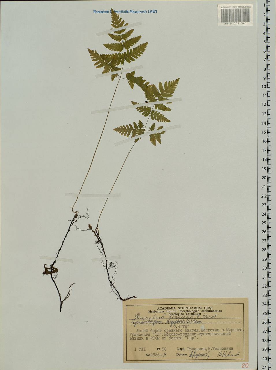 Gymnocarpium dryopteris (L.) Newm., Siberia, Central Siberia (S3) (Russia)
