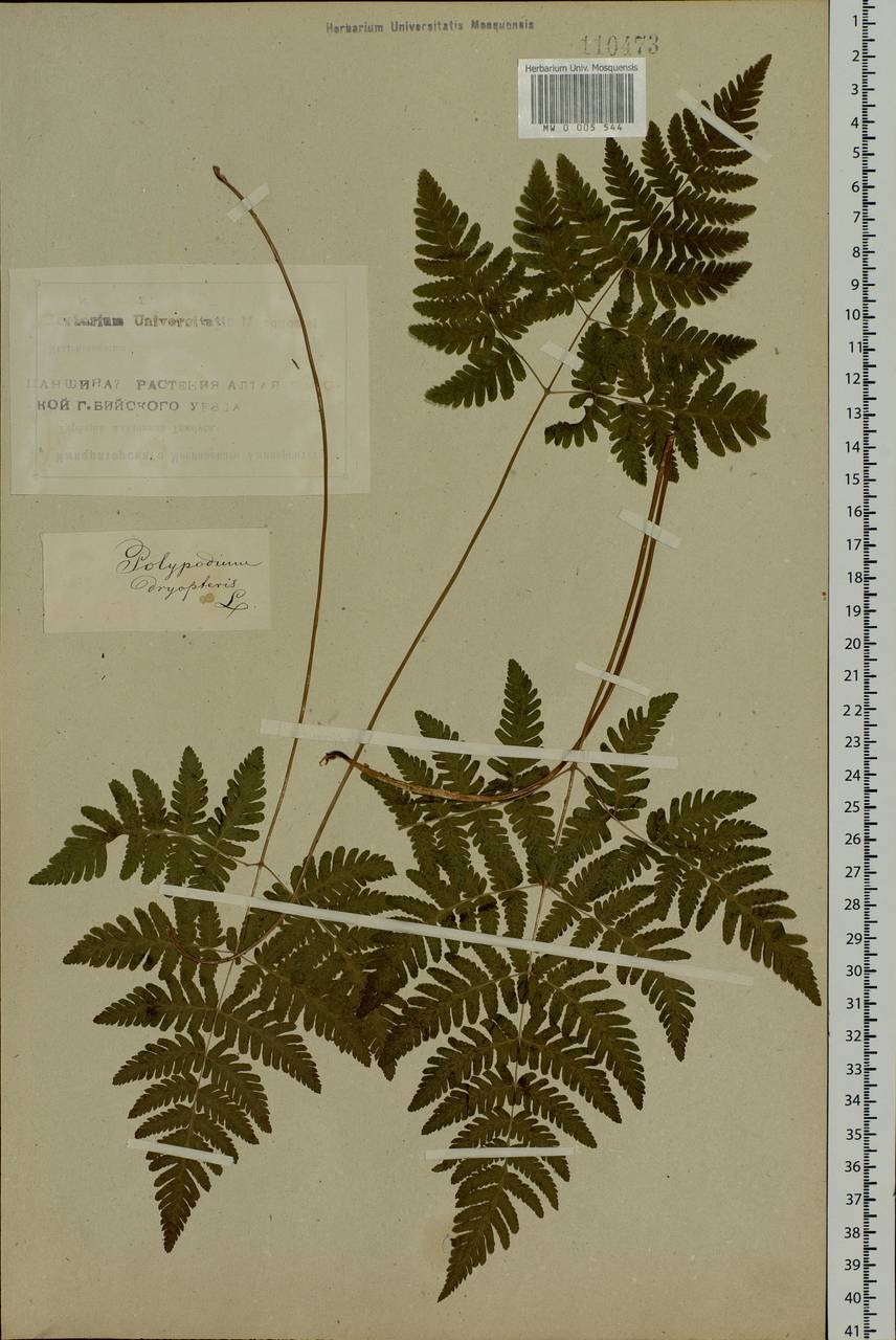Gymnocarpium dryopteris (L.) Newman, Siberia, Altai & Sayany Mountains (S2) (Russia)