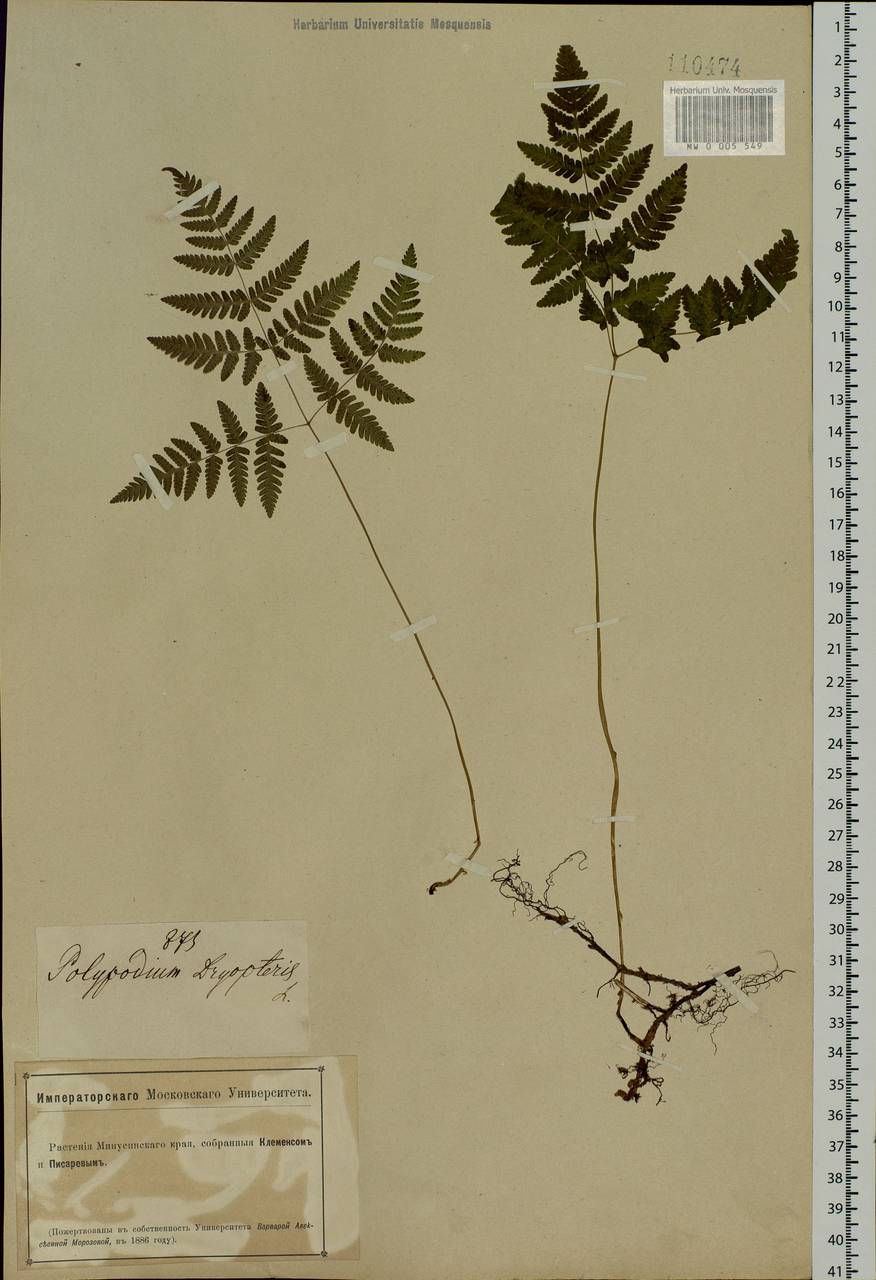 Gymnocarpium dryopteris (L.) Newman, Siberia, Altai & Sayany Mountains (S2) (Russia)