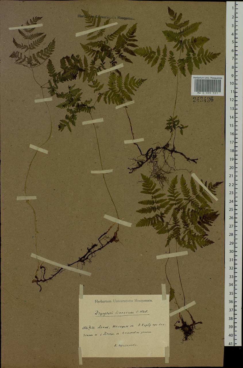 Gymnocarpium dryopteris (L.) Newman, Siberia, Altai & Sayany Mountains (S2) (Russia)