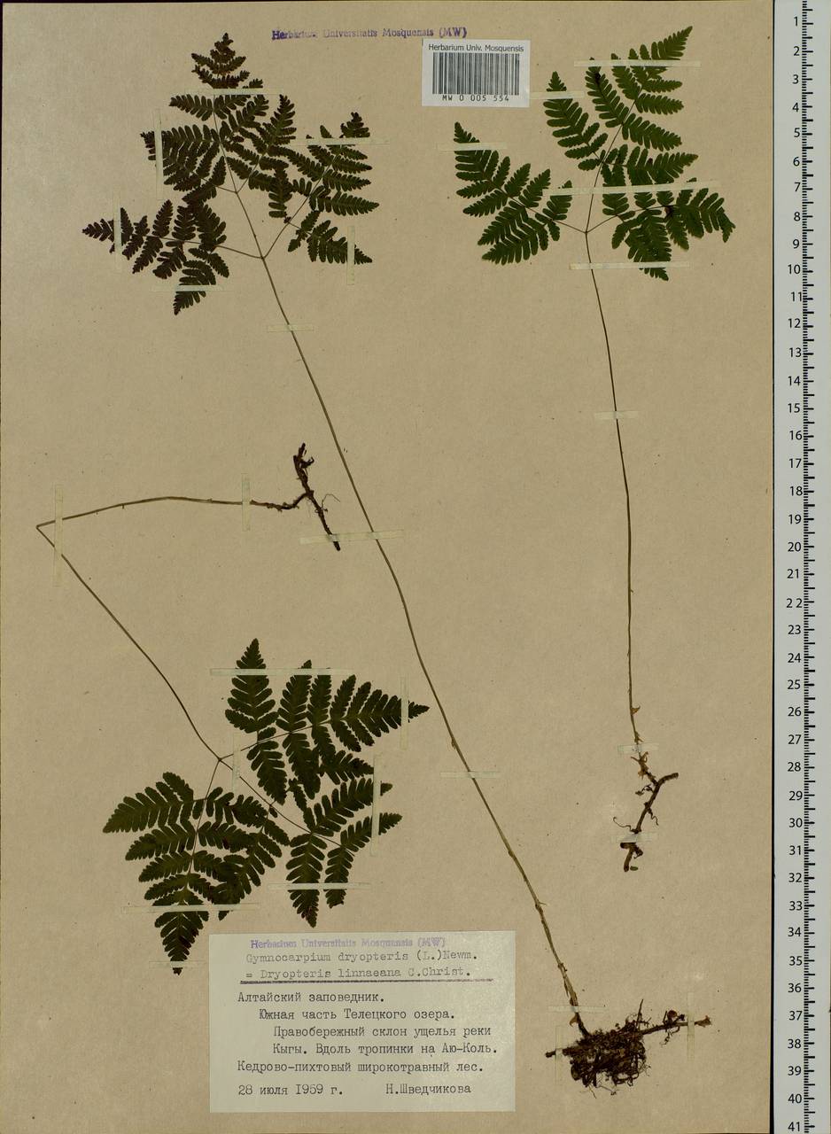 Gymnocarpium dryopteris (L.) Newm., Siberia, Altai & Sayany Mountains (S2) (Russia)