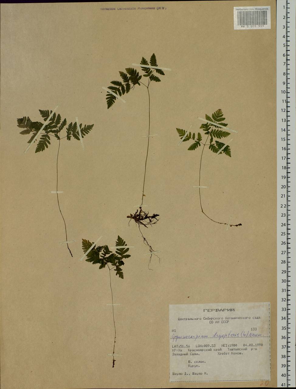 Gymnocarpium dryopteris (L.) Newm., Siberia, Altai & Sayany Mountains (S2) (Russia)