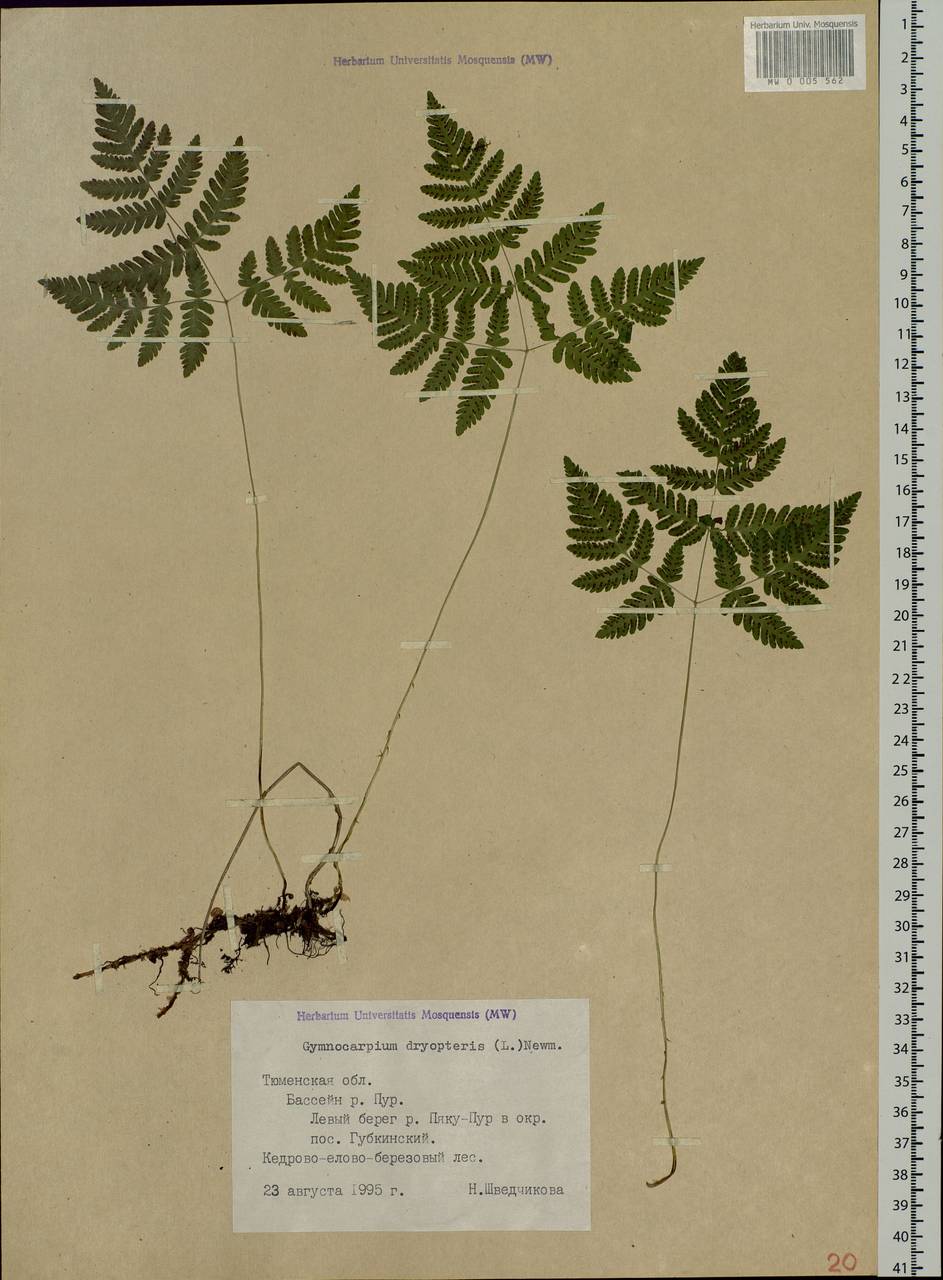 Gymnocarpium dryopteris (L.) Newm., Siberia, Western Siberia (S1) (Russia)