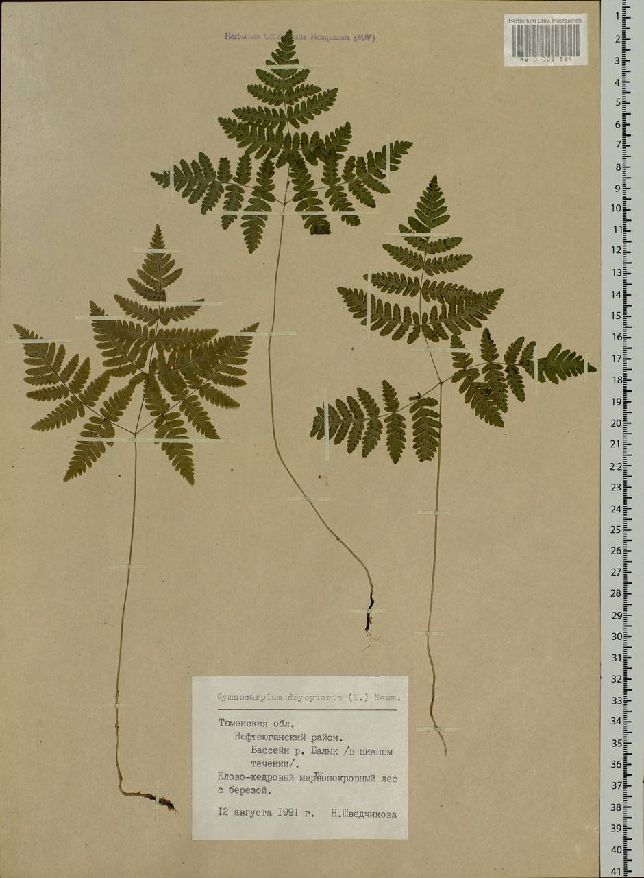 Gymnocarpium dryopteris (L.) Newm., Siberia, Western Siberia (S1) (Russia)