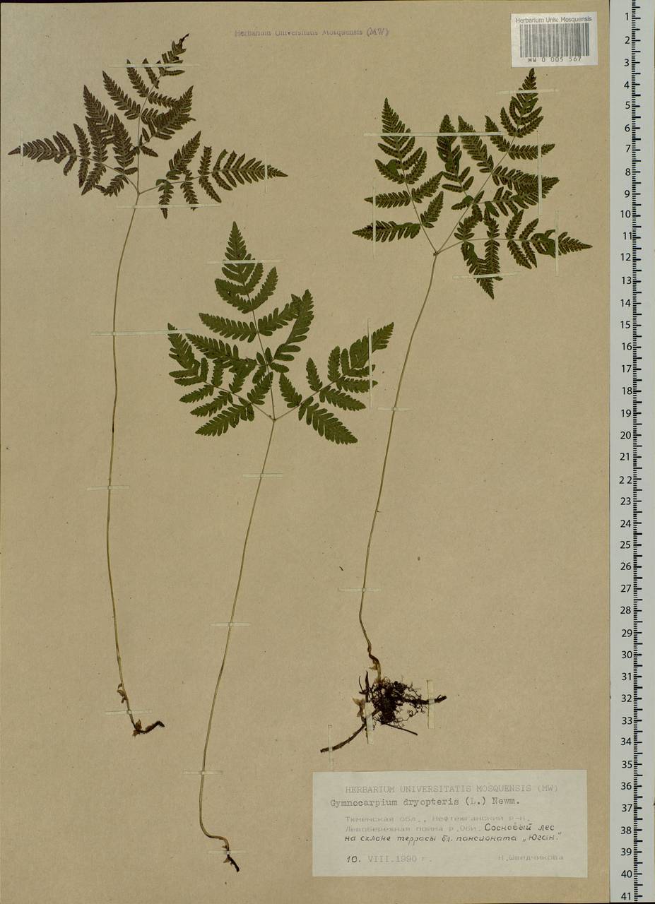 Gymnocarpium dryopteris (L.) Newm., Siberia, Western Siberia (S1) (Russia)