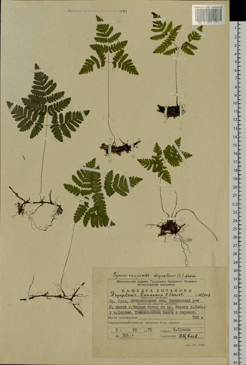 Gymnocarpium dryopteris (L.) Newm., Eastern Europe, Eastern region (E10) (Russia)