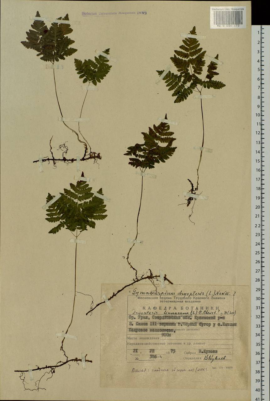 Gymnocarpium dryopteris (L.) Newm., Eastern Europe, Eastern region (E10) (Russia)