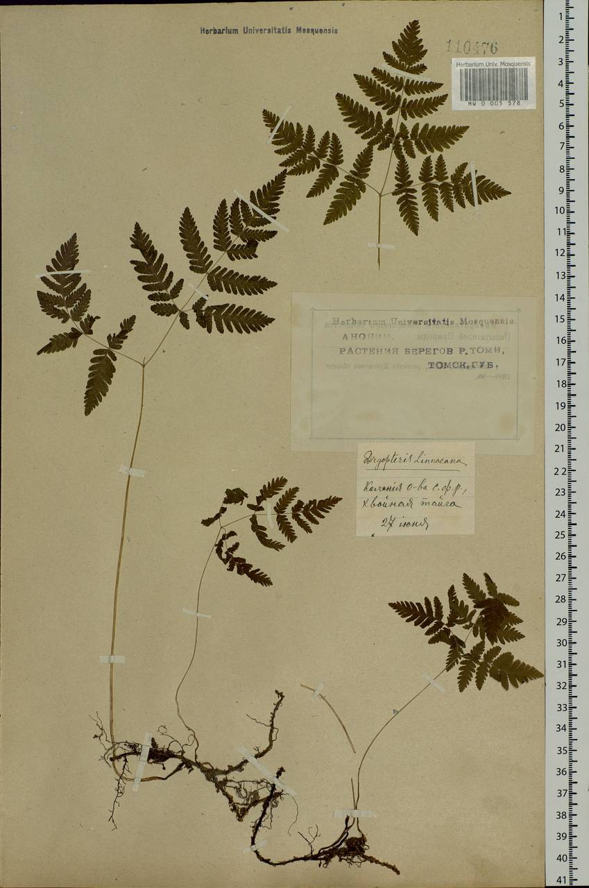 Gymnocarpium dryopteris (L.) Newman, Siberia, Western Siberia (S1) (Russia)