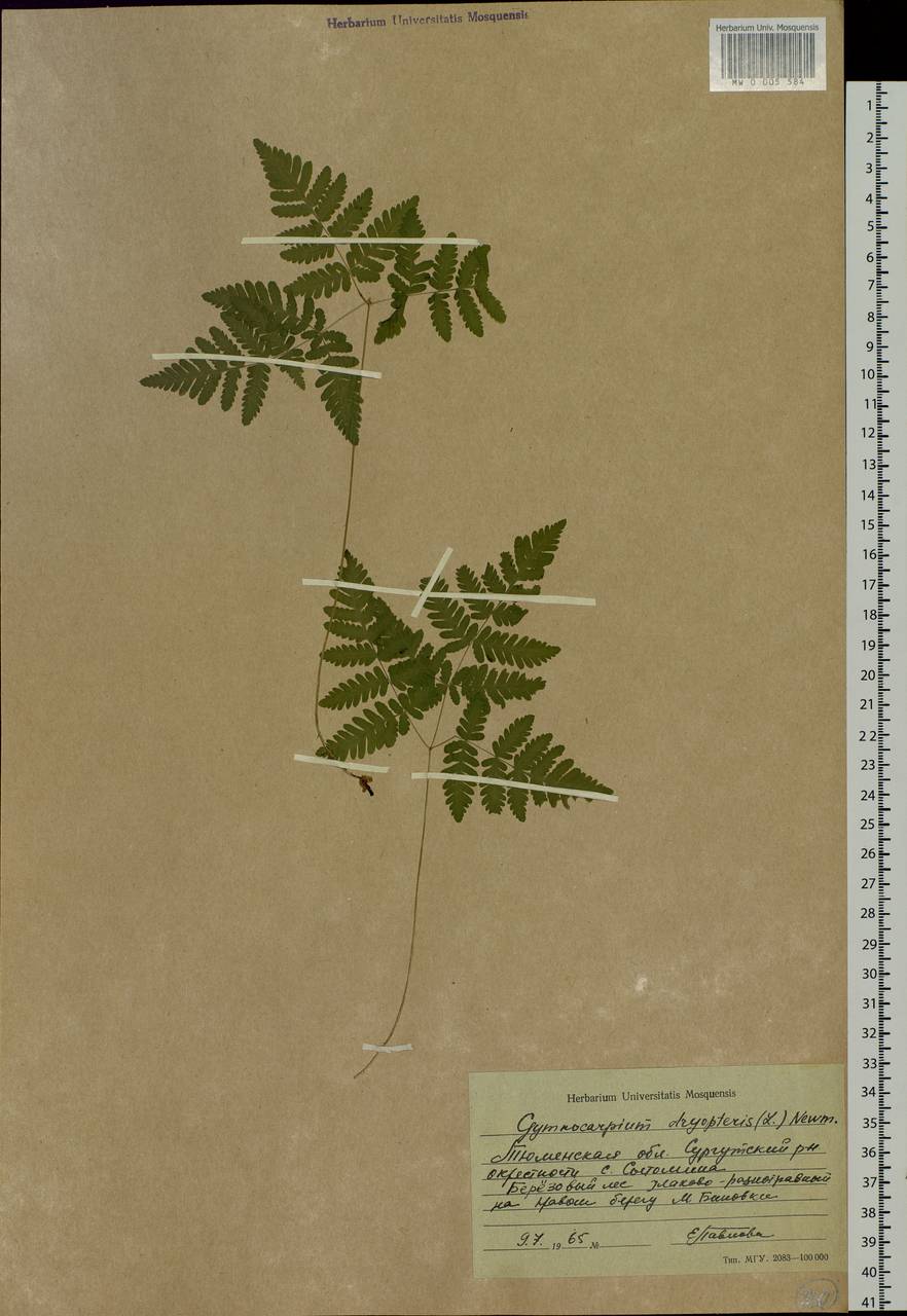Gymnocarpium dryopteris (L.) Newman, Siberia, Western Siberia (S1) (Russia)