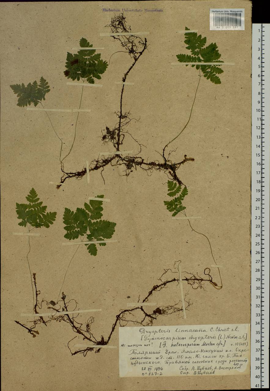 Gymnocarpium dryopteris (L.) Newm., Siberia, Western Siberia (S1) (Russia)