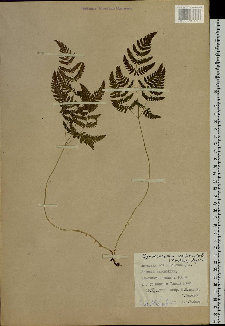 Gymnocarpium continentale (Petrov) Pojark., Siberia, Russian Far East (S6) (Russia)