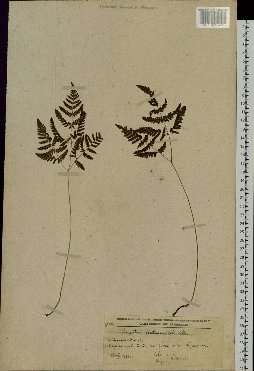 Gymnocarpium continentale (Petrov) Pojark., Siberia, Russian Far East (S6) (Russia)