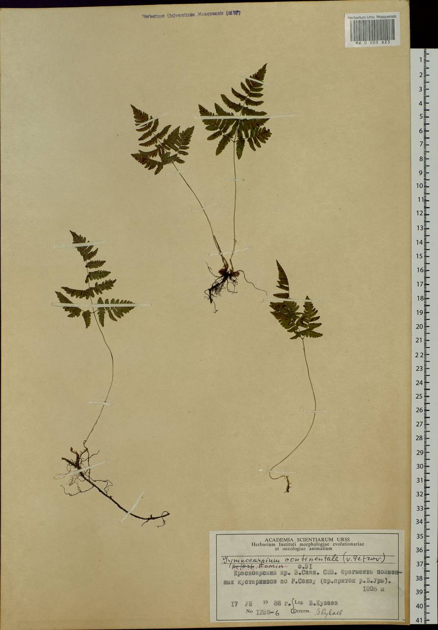 Gymnocarpium continentale (Petrov) Pojark., Siberia, Altai & Sayany Mountains (S2) (Russia)