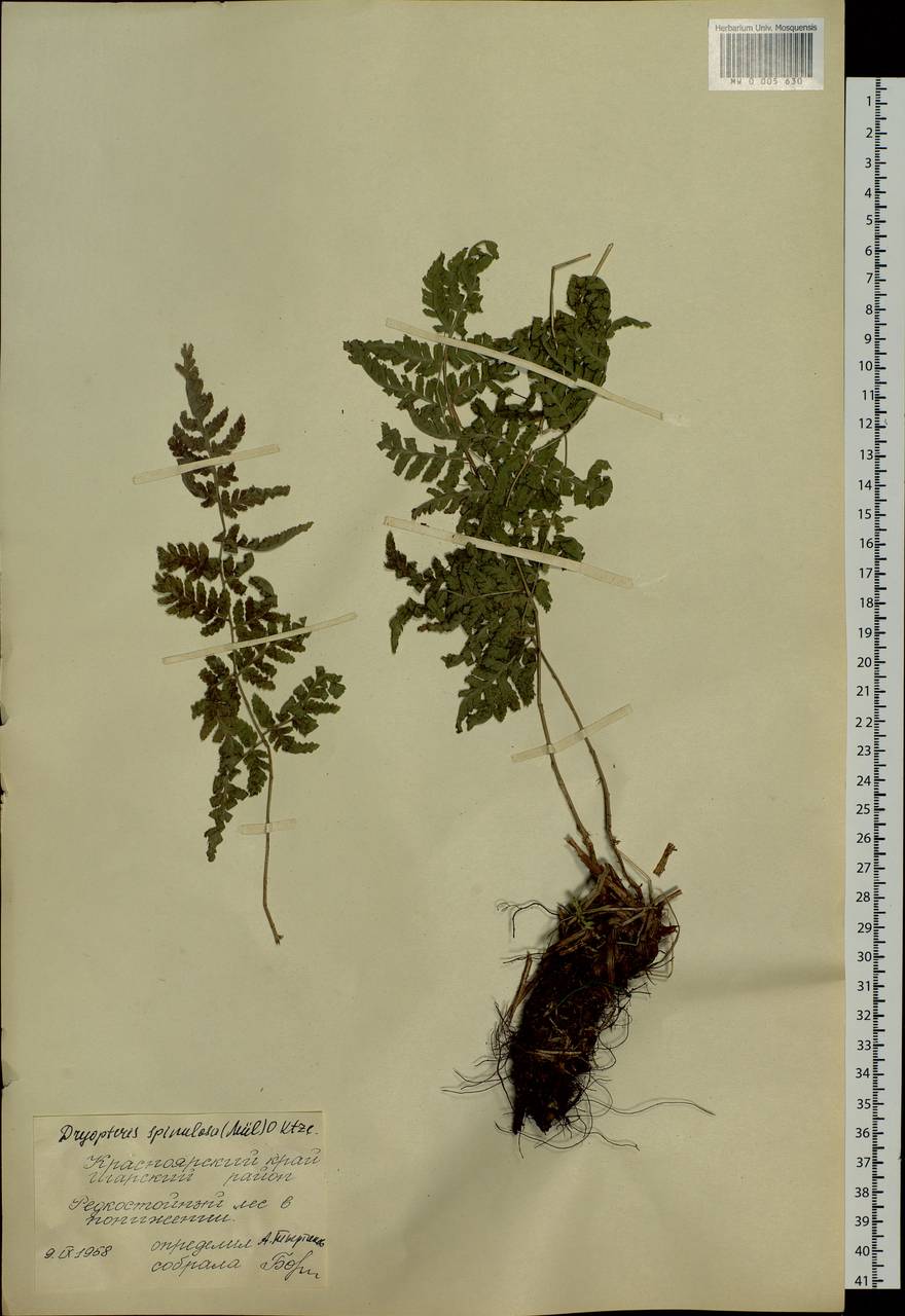 Dryopteris carthusiana (Vill.) H. P. Fuchs, Siberia, Central Siberia (S3) (Russia)