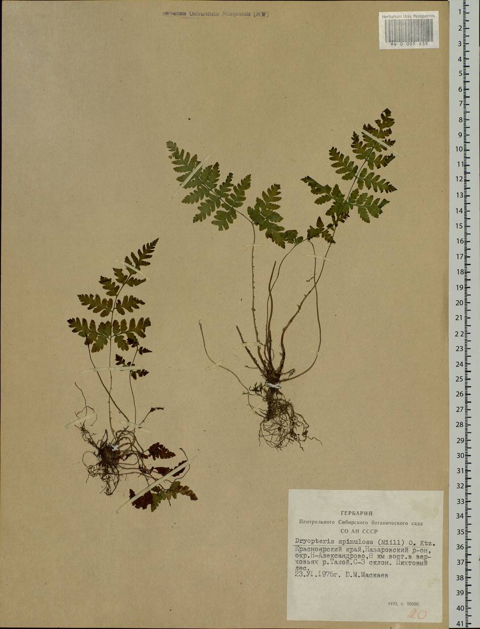 Dryopteris carthusiana (Vill.) H. P. Fuchs, Siberia, Altai & Sayany Mountains (S2) (Russia)