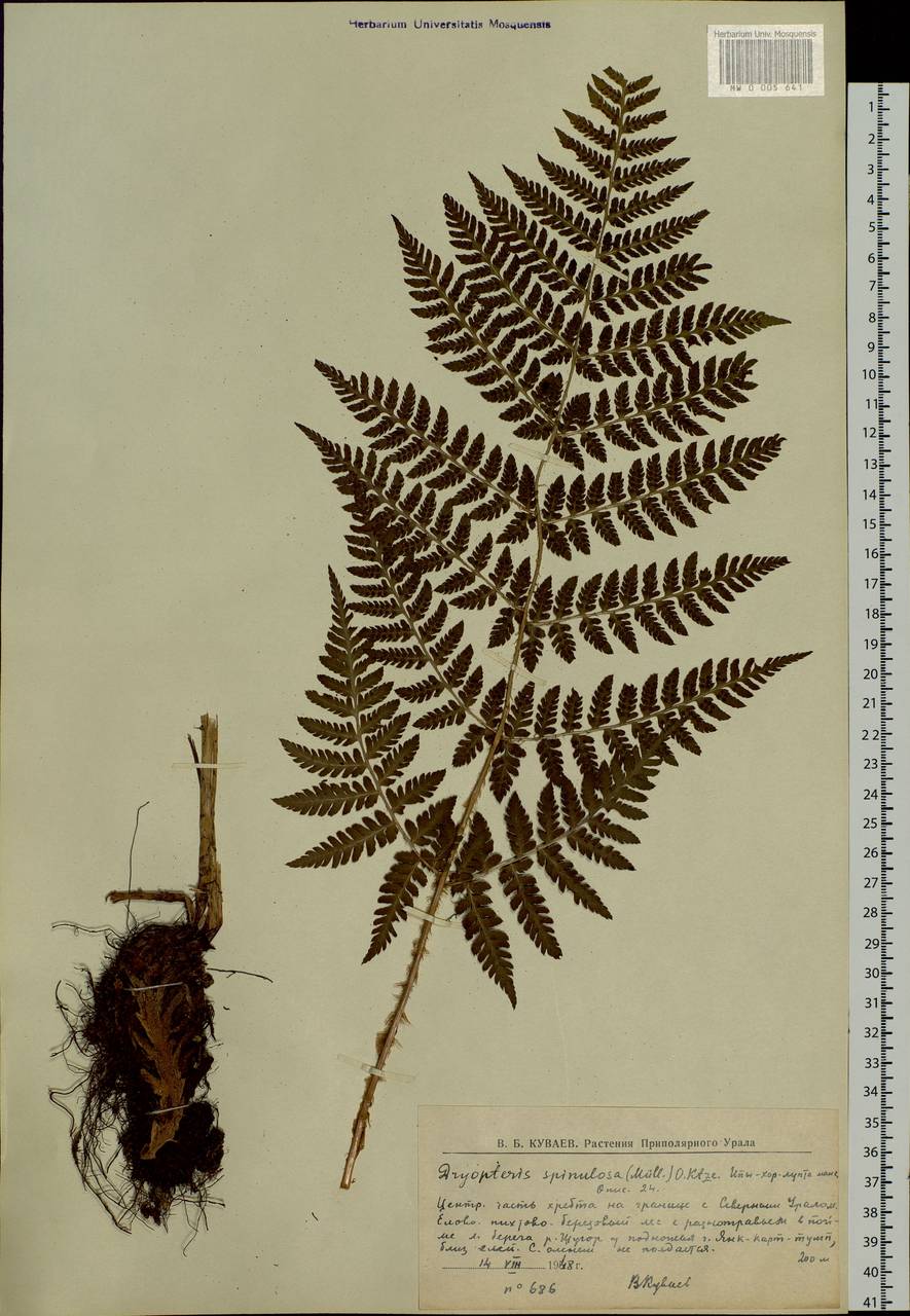Dryopteris carthusiana (Vill.) H. P. Fuchs, Eastern Europe, Northern region (E1) (Russia)