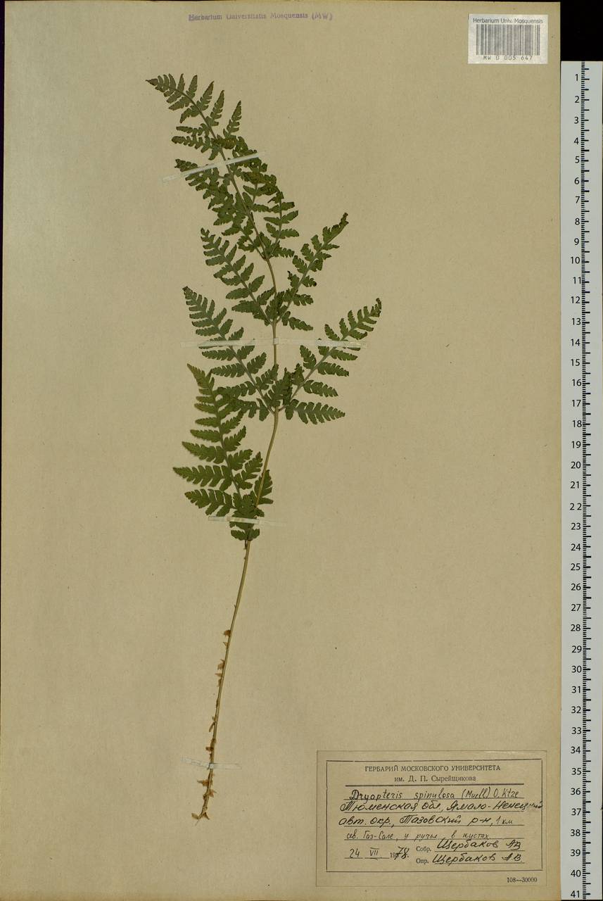 Dryopteris carthusiana (Vill.) H. P. Fuchs, Siberia, Western Siberia (S1) (Russia)