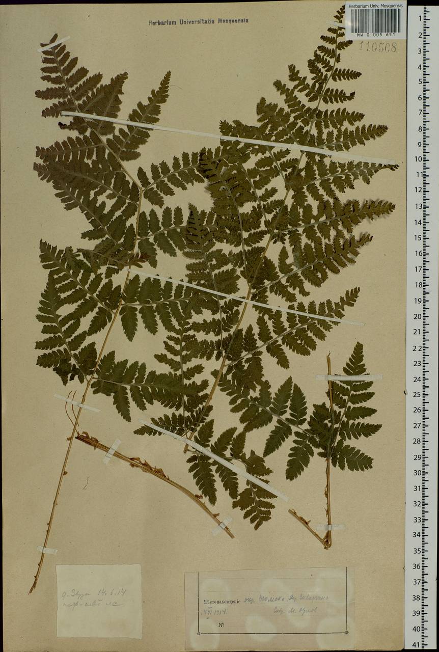Dryopteris carthusiana (Vill.) H. P. Fuchs, Siberia, Western Siberia (S1) (Russia)