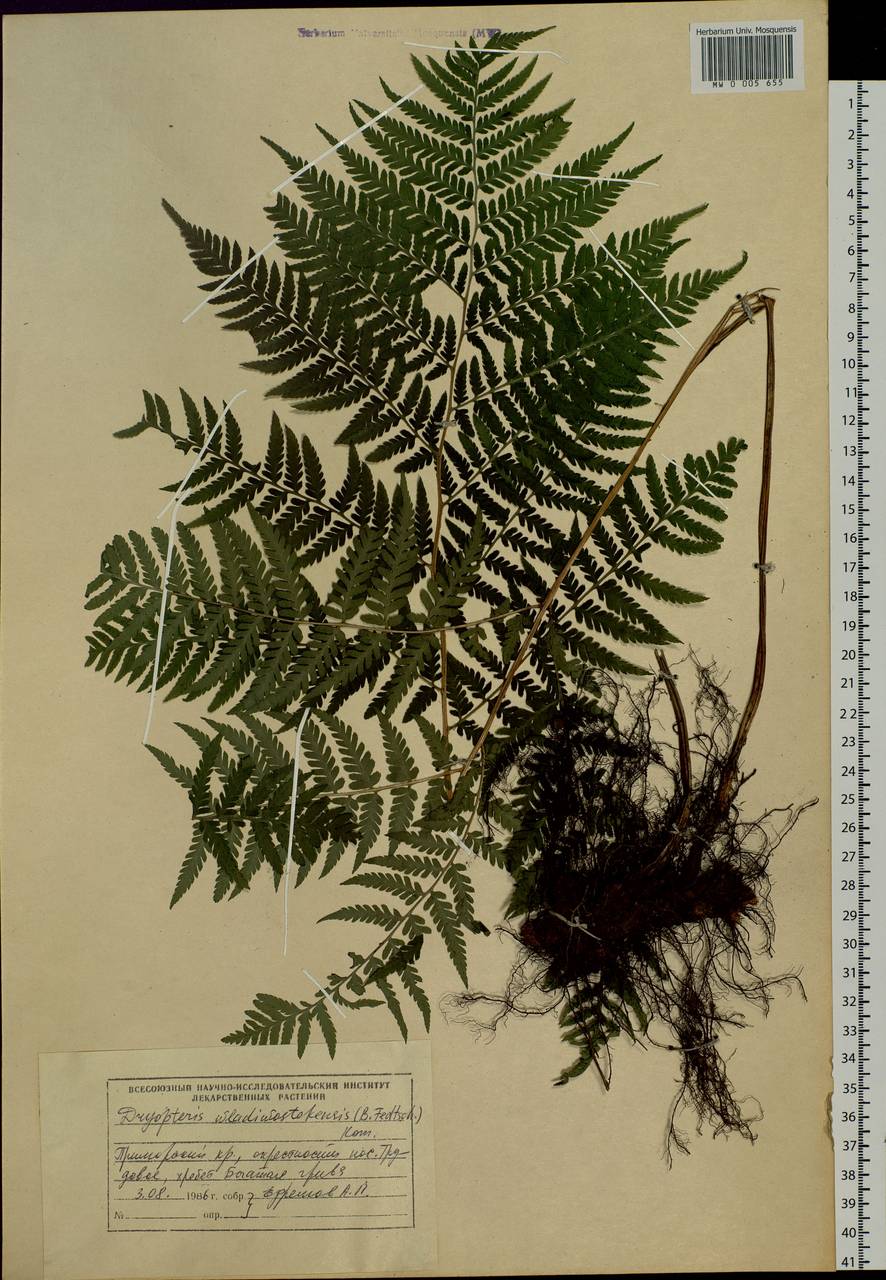 Dryopteris goeringiana (Kunze) Koidz., Siberia, Russian Far East (S6) (Russia)