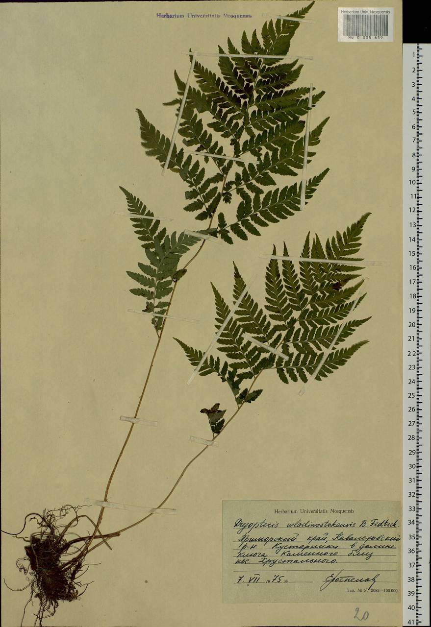 Dryopteris goeringiana (Kunze) Koidz., Siberia, Russian Far East (S6) (Russia)