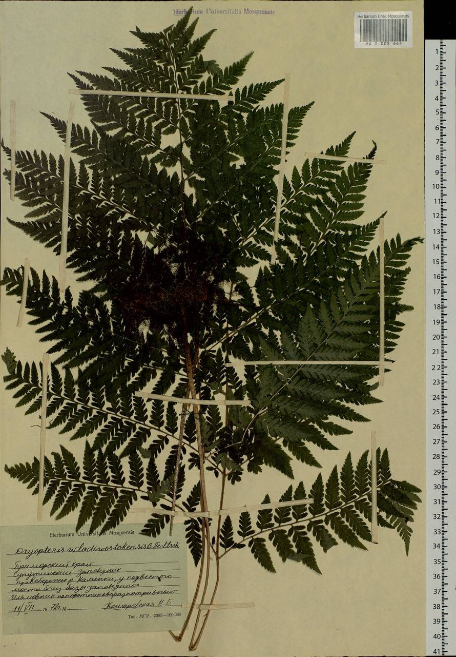 Dryopteris goeringiana (Kunze) Koidz., Siberia, Russian Far East (S6) (Russia)