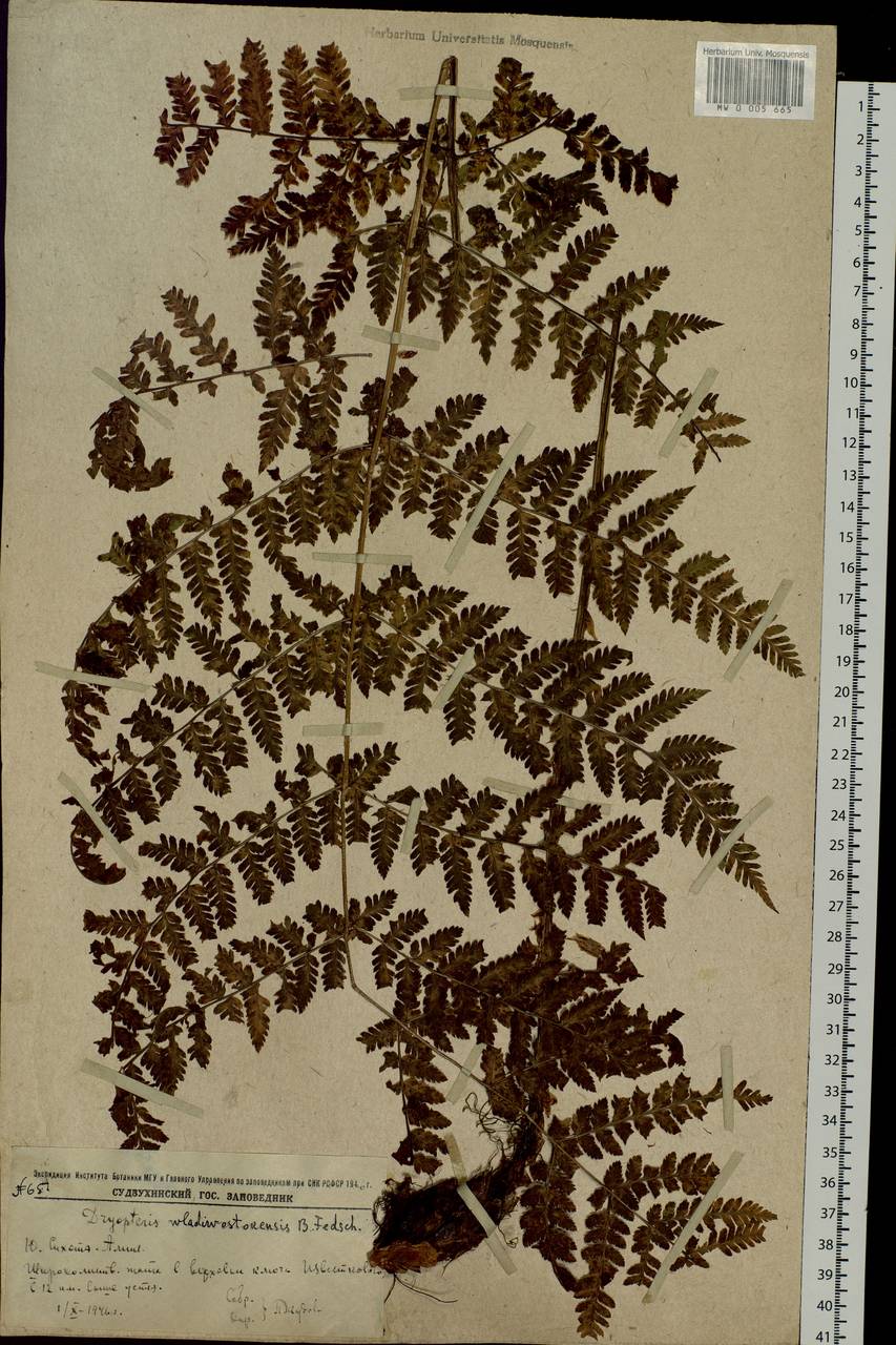 Dryopteris goeringiana (Kunze) Koidz., Siberia, Russian Far East (S6) (Russia)