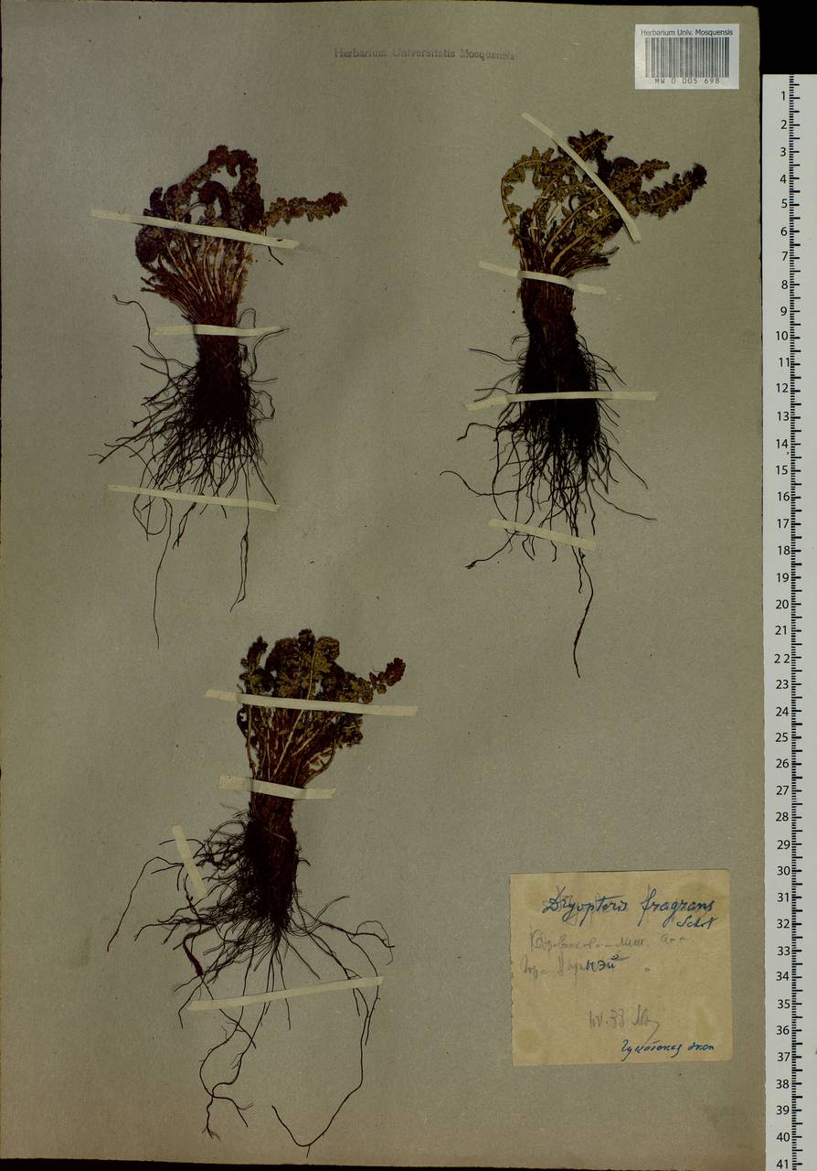 Dryopteris fragrans (L.) Schott, Siberia, Chukotka & Kamchatka (S7) (Russia)