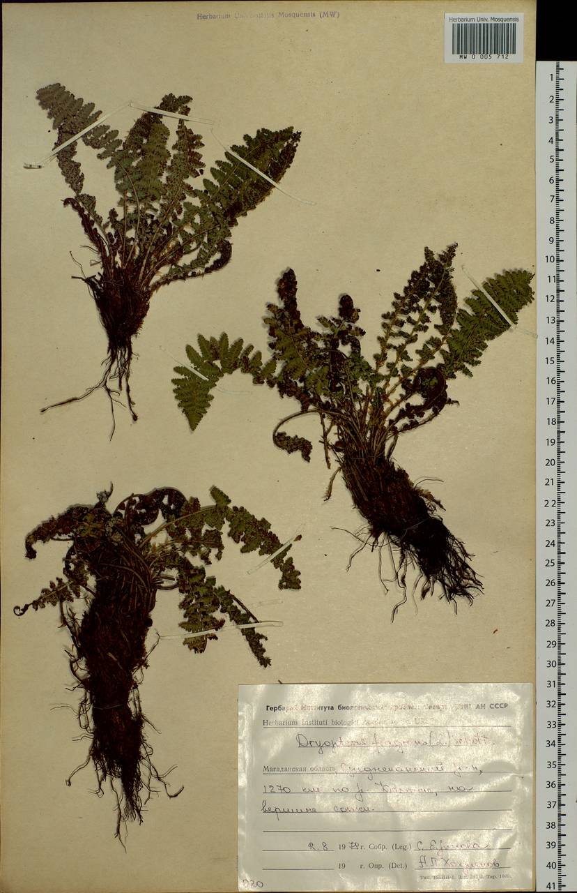 Dryopteris fragrans (L.) Schott, Siberia, Chukotka & Kamchatka (S7) (Russia)