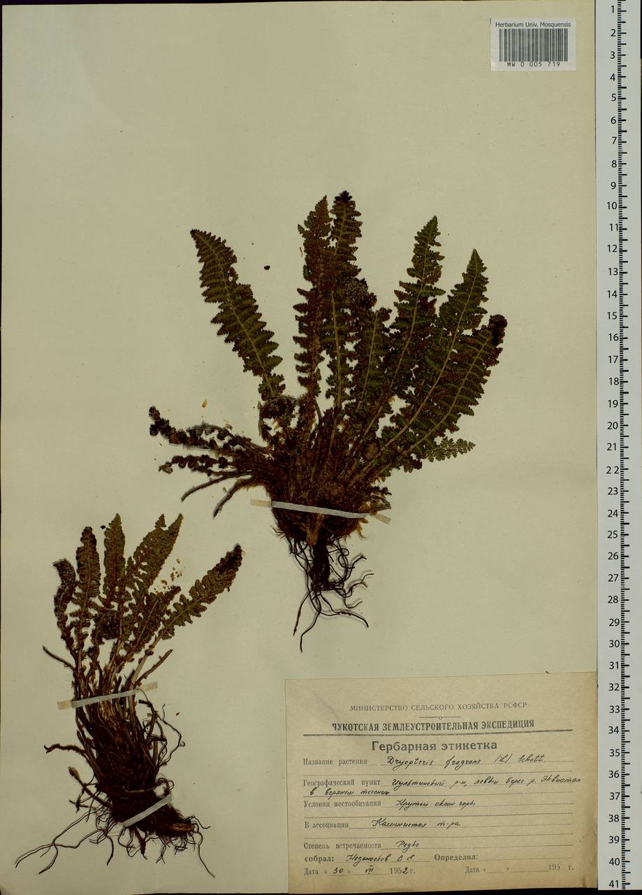 Dryopteris fragrans (L.) Schott, Siberia, Chukotka & Kamchatka (S7) (Russia)