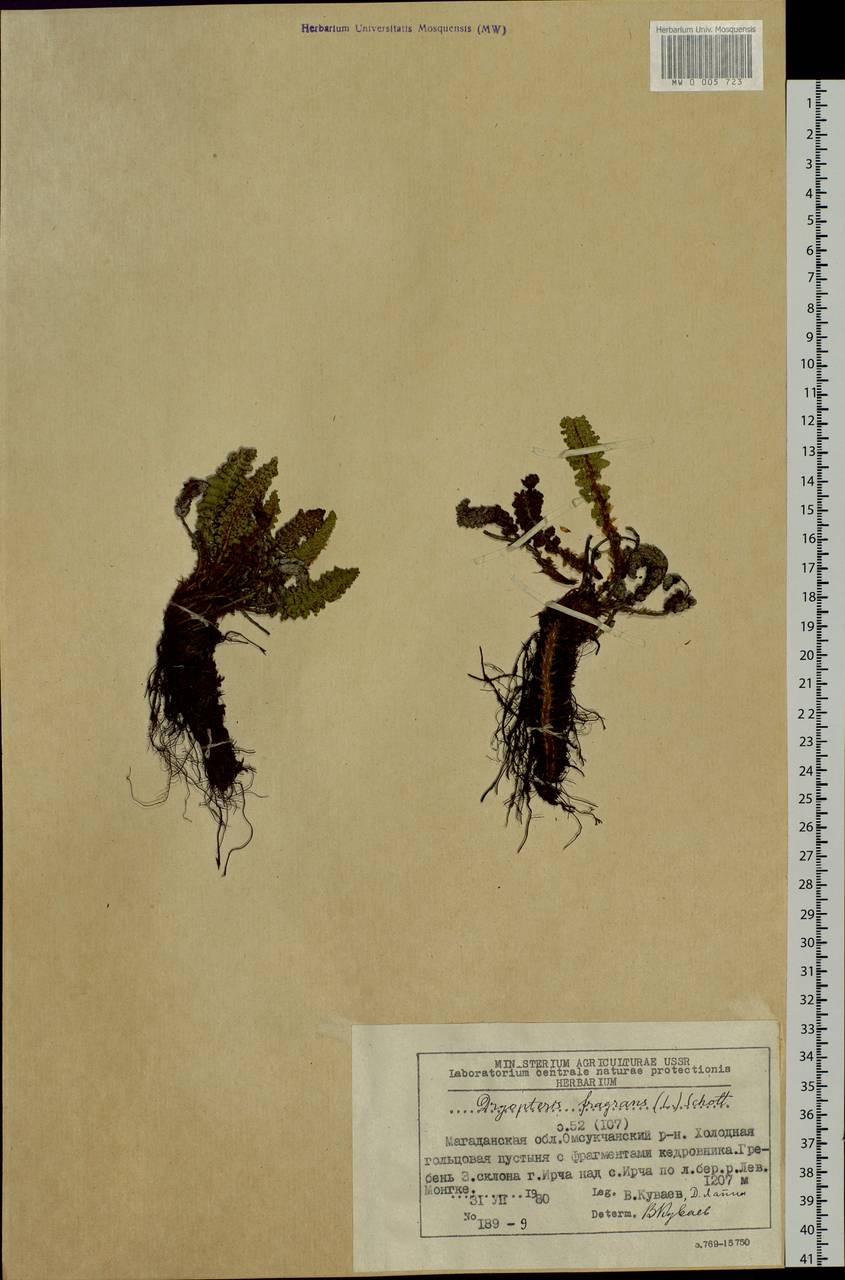 Dryopteris fragrans (L.) Schott, Siberia, Chukotka & Kamchatka (S7) (Russia)