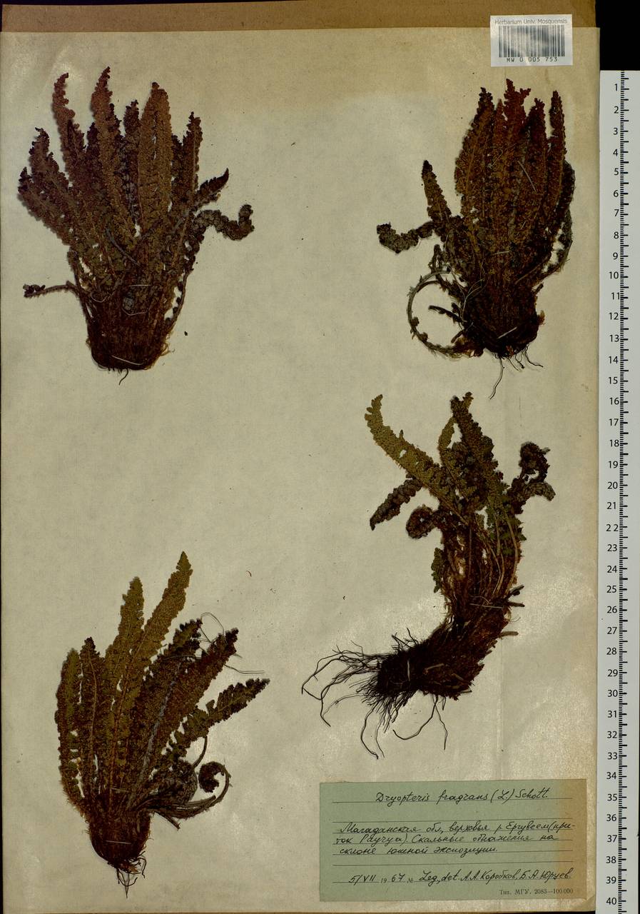 Dryopteris fragrans (L.) Schott, Siberia, Chukotka & Kamchatka (S7) (Russia)