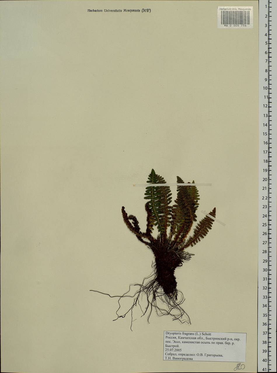 Dryopteris fragrans (L.) Schott, Siberia, Chukotka & Kamchatka (S7) (Russia)