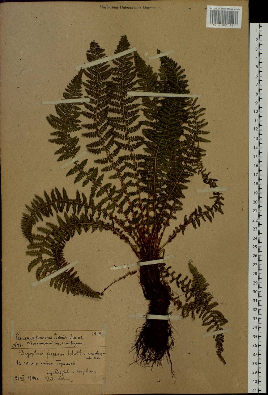 Dryopteris fragrans (L.) Schott, Siberia, Russian Far East (S6) (Russia)