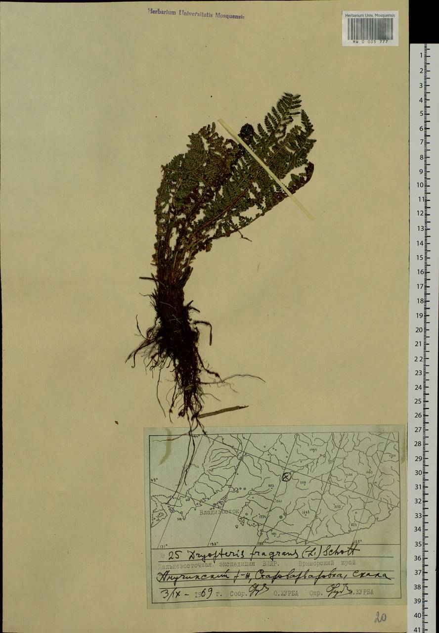 Dryopteris fragrans (L.) Schott, Siberia, Russian Far East (S6) (Russia)