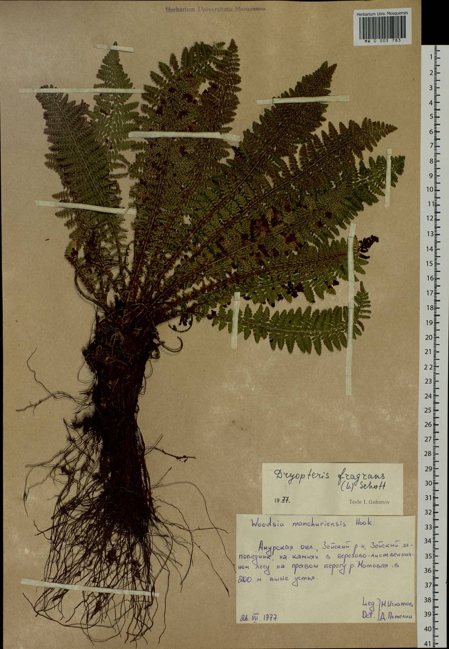 Dryopteris fragrans (L.) Schott, Siberia, Russian Far East (S6) (Russia)