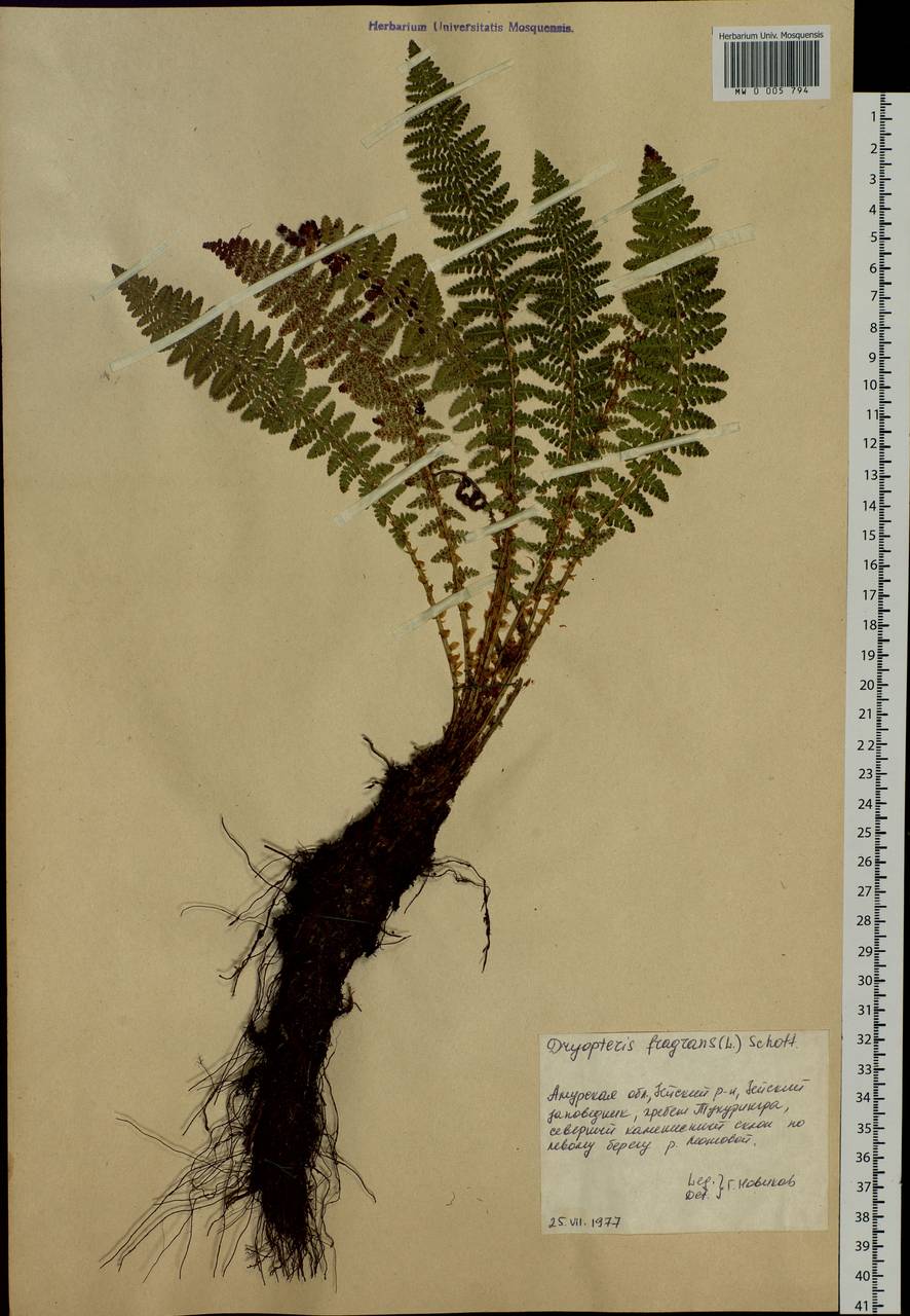 Dryopteris fragrans (L.) Schott, Siberia, Russian Far East (S6) (Russia)