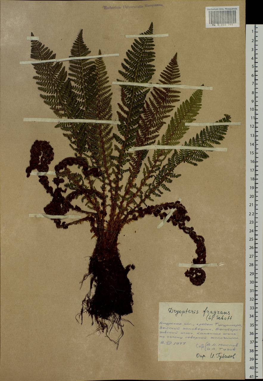 Dryopteris fragrans (L.) Schott, Siberia, Russian Far East (S6) (Russia)