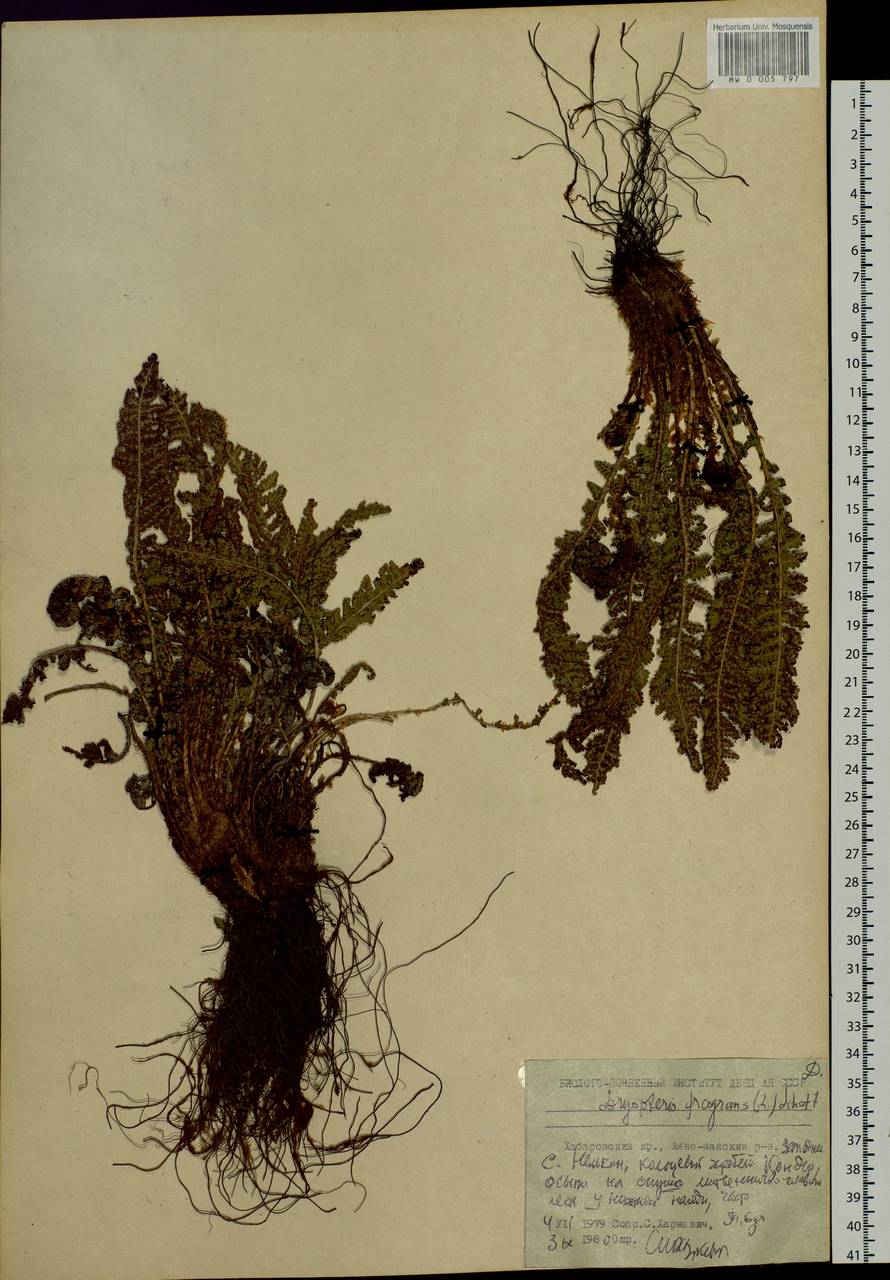 Dryopteris fragrans (L.) Schott, Siberia, Russian Far East (S6) (Russia)