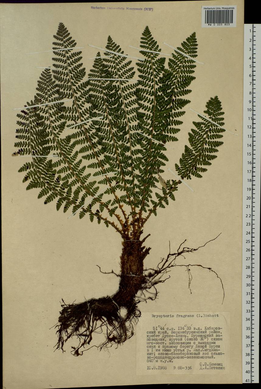Dryopteris fragrans (L.) Schott, Siberia, Russian Far East (S6) (Russia)