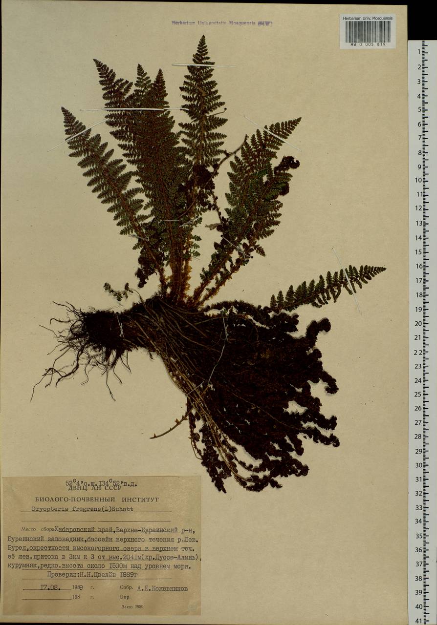 Dryopteris fragrans (L.) Schott, Siberia, Russian Far East (S6) (Russia)