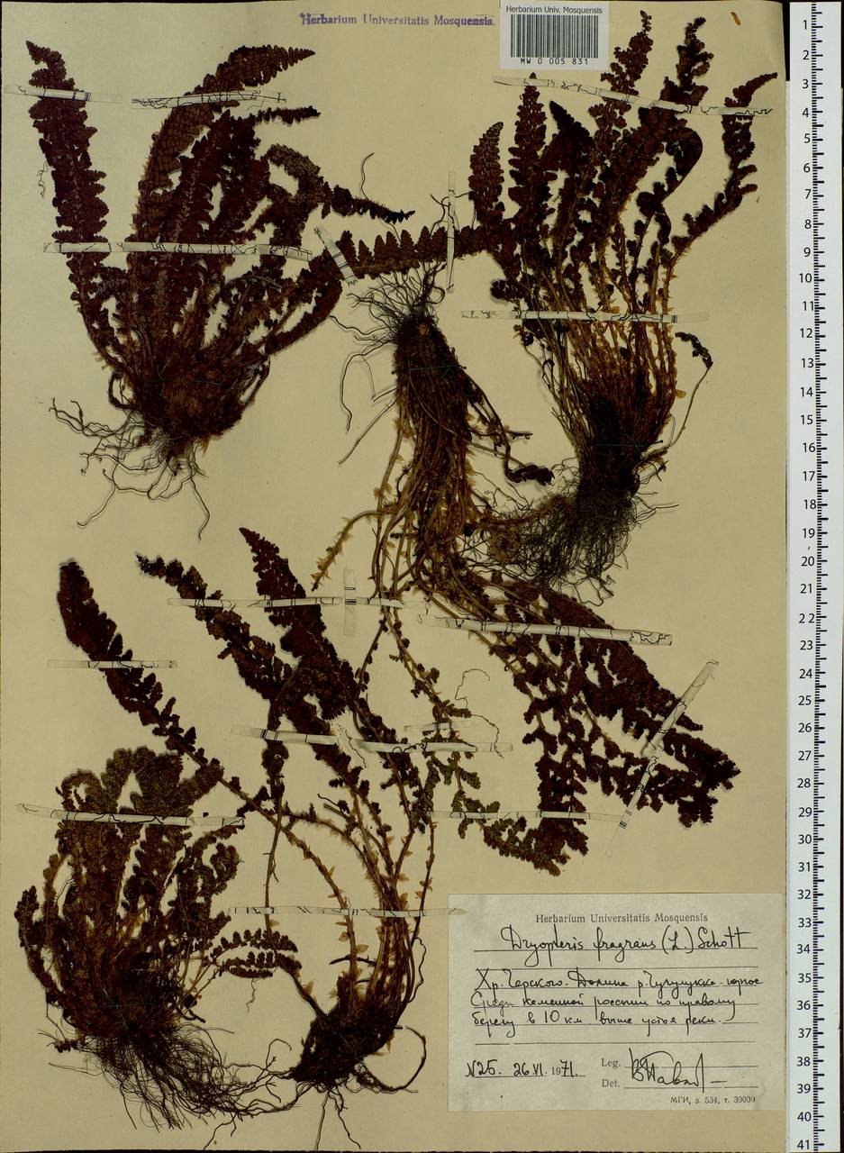 Dryopteris fragrans (L.) Schott, Siberia, Yakutia (S5) (Russia)