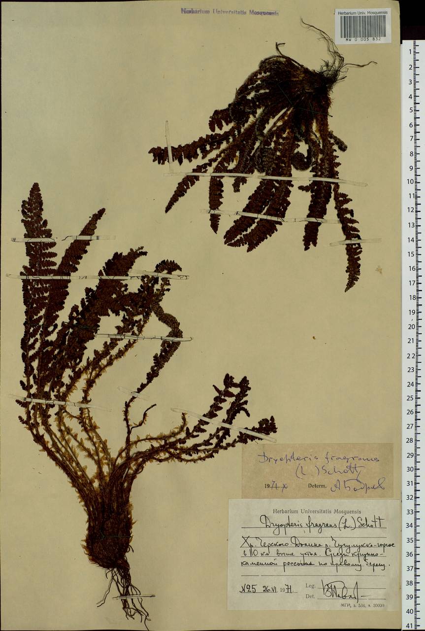 Dryopteris fragrans (L.) Schott, Siberia, Yakutia (S5) (Russia)